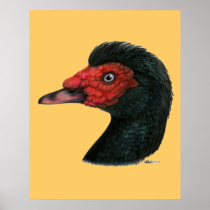 Poster Canard : Muscovy Head