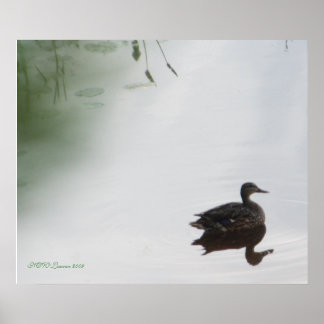 Poster Canard mystique