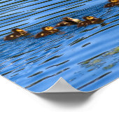 Poster Canard Nager Avec Ses Colliers (Coin)