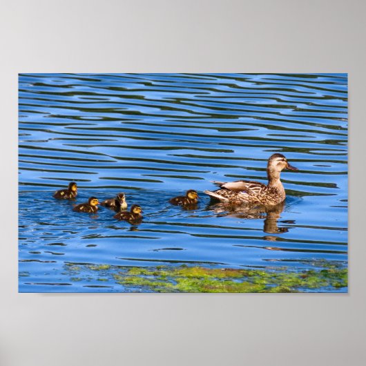Poster Canard Nager Avec Ses Colliers (Devant)