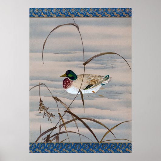 Poster Canard nager dans le lac (Devant)
