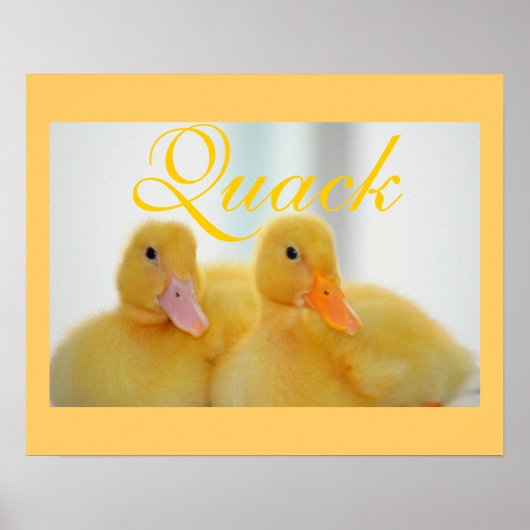 Poster Canard Oiseau Animal Mignon Poulet Coince (Devant)