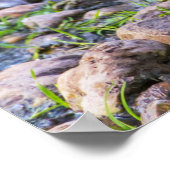 Poster Canard roux (Coin)