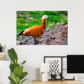 Poster Canard roux (Bureau à domicile)