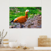 Poster Canard roux (Cuisine)