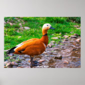 Poster Canard roux (Devant)