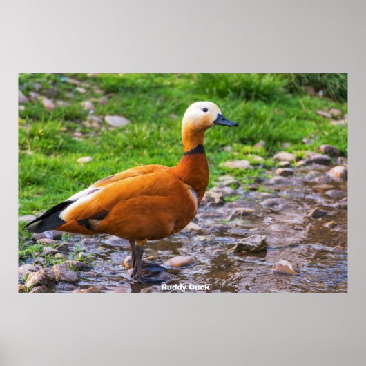 Poster Canard roux (Devant)