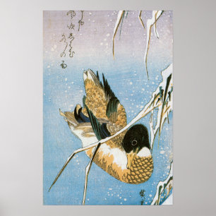 Poster Canard sauvage nageant parmi des roseaux enneigés