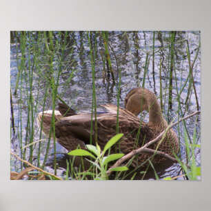 Poster Canard se lissant dans les roseaux