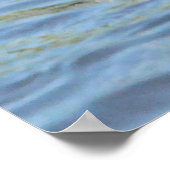 Poster Canard souchet (Coin)