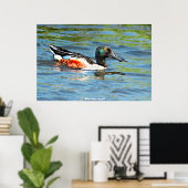 Poster Canard souchet (Bureau à domicile)