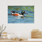 Poster Canard souchet (Cuisine)