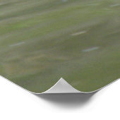 Poster Canard sur le lac Imprimer (Coin)