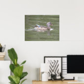 Poster Canard sur le lac Imprimer (Bureau à domicile)
