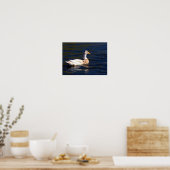 Poster Canard Sur L'Eau (Cuisine)