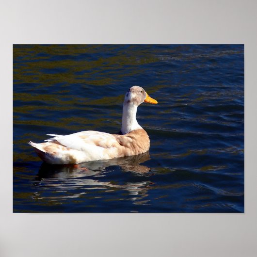 Poster Canard Sur L'Eau (Devant)