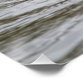 Poster Canard touffu mâle (Coin)