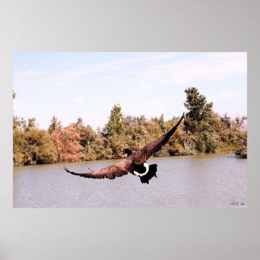 Poster canard volant avec une envergure complète au-dessu (Devant)