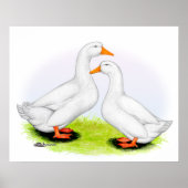 Poster Canard : White Pekins (Devant)