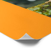 Poster Canards (Coin)