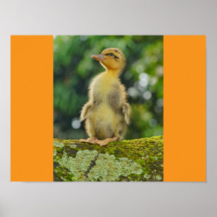 Poster Canards