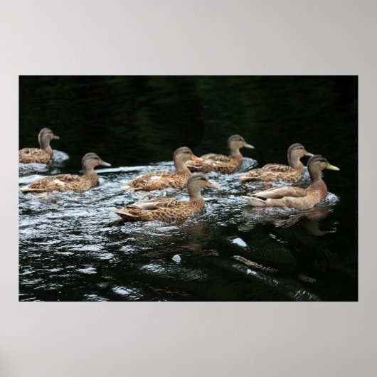 Poster Canards (Devant)