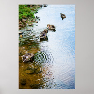 Poster Canards adultes 2