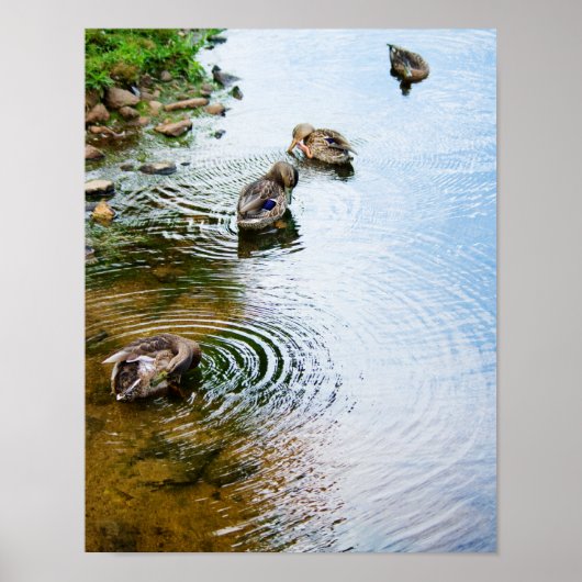 Poster Canards adultes 2 (Devant)