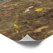 Poster "Canards amoureux" (Coin)