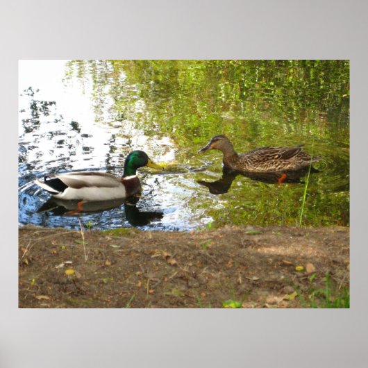 Poster "Canards amoureux" (Devant)