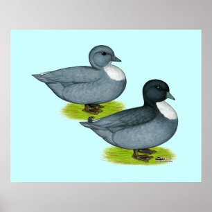 Poster Canards : Appels bleus