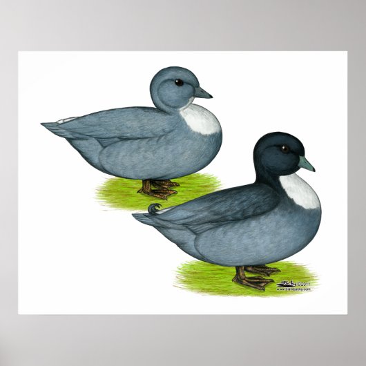 Poster Canards : Appels bleus (Devant)