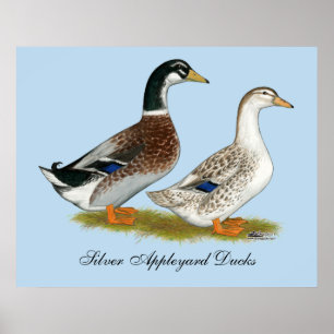 Poster Canards : Appleyard argenté