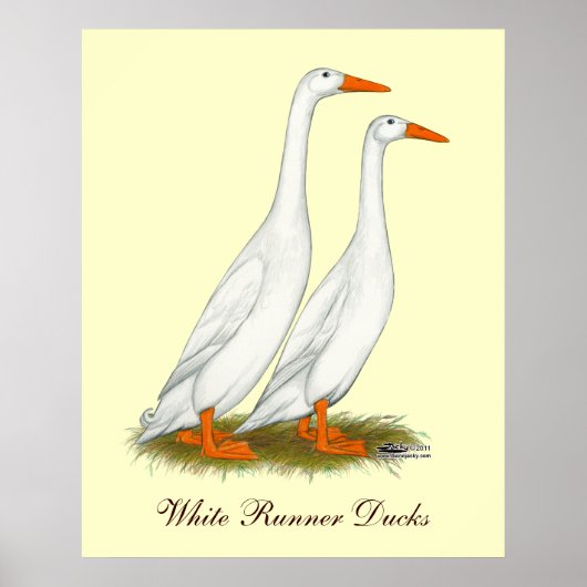 Poster Canards blancs (Devant)