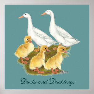 Poster Canards blancs et canetons
