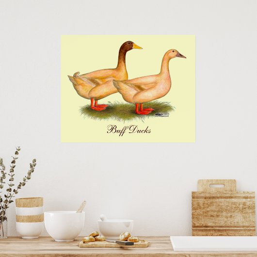 Poster Canards : Buff Orpington (Cuisine)