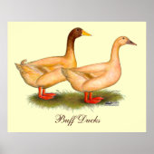 Poster Canards : Buff Orpington (Devant)