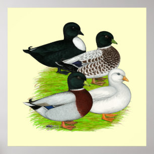 Poster Canards : Call Quartet