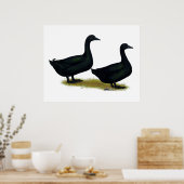 Poster Canards : Cayugas noirs (Cuisine)