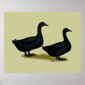 Poster Canards : Cayugas noirs (Devant)