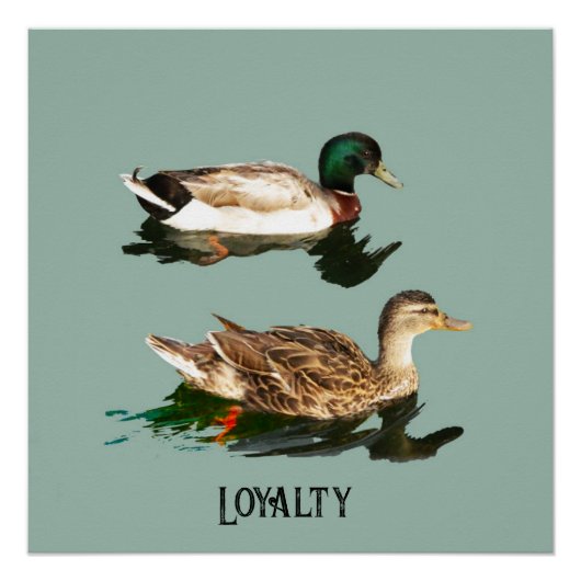 Poster Canards colverts (Devant)