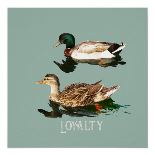 Poster Canards colverts (Devant)