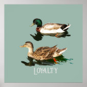 Poster Canards colverts (Devant)