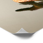 Poster Canards colverts (Coin)