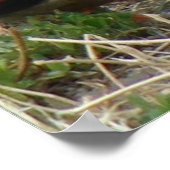 Poster Canards colverts B12 Couple (Coin)