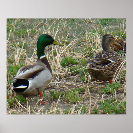 Poster Canards colverts B12 Couple (Devant)