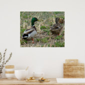 Poster Canards colverts B12 Couple (Cuisine)