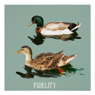Poster Canards colverts comestibles ronds de dégivrage