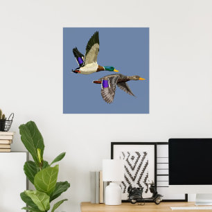 Poster Canards colverts en vol