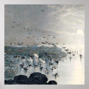 Poster Canards, colverts et cygnes sur le lac au coucher